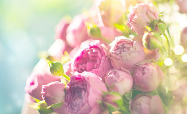 دسته گلهای رز صورتی گلهای شکوفه ای گلهای رز در نور آفتاب طبیعت هدیه تعطیلات دسته گلهای رز رنگ های پاستلی