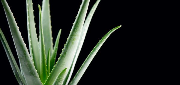 نزدیک آلوئه ورا گیاه نزدیک Aloevera که در زمینه سیاه و سفید جدا شده است مواد آرایشی طبیعی برای تجدید ارگانیک داروی جایگزین مفهوم مراقبت از پوست
