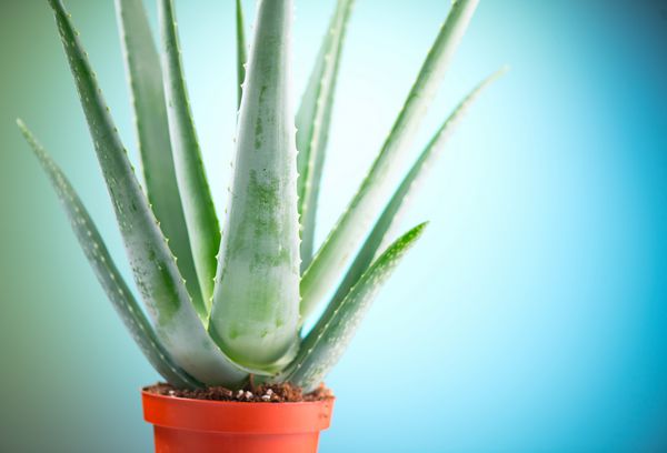 نزدیک آلوئه ورا گیاه Aloevera در گلدان گیاه خانگی مواد آرایشی طبیعی برای تجدید ارگانیک داروی جایگزین مفهوم مراقبت از پوست روی سبز با زمینه آبی