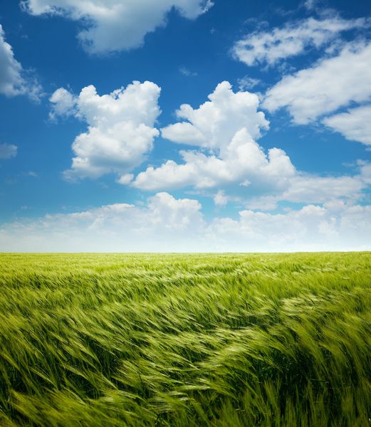 Greed Wheat Field و Sky Blue با ابرهای سفید