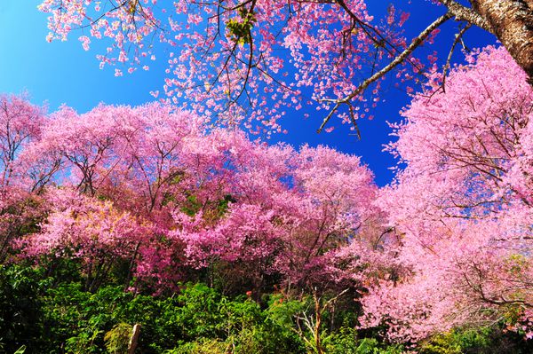 شکوفه های گیلاس صورتی بهاری با پس زمینه آسمان آبی