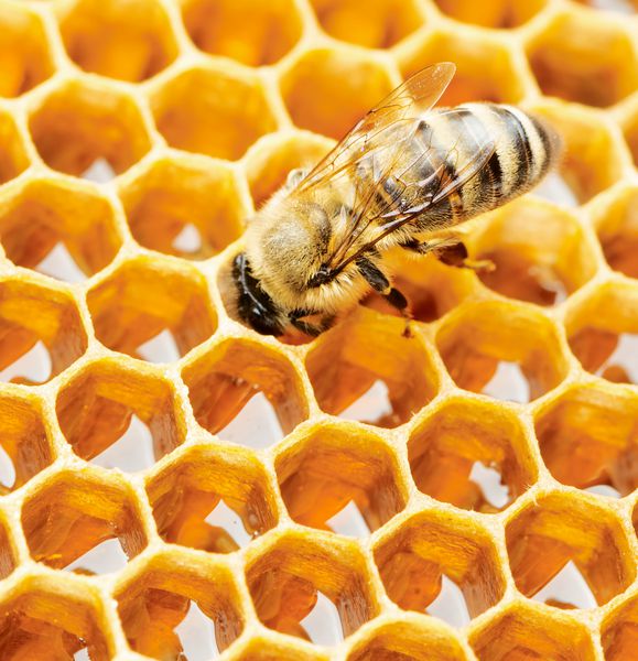 زنبور عسل کار
