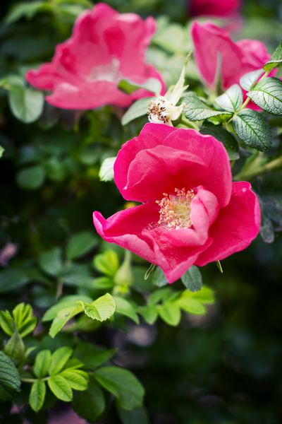 شکوفه های گل سرخ Rosa canina