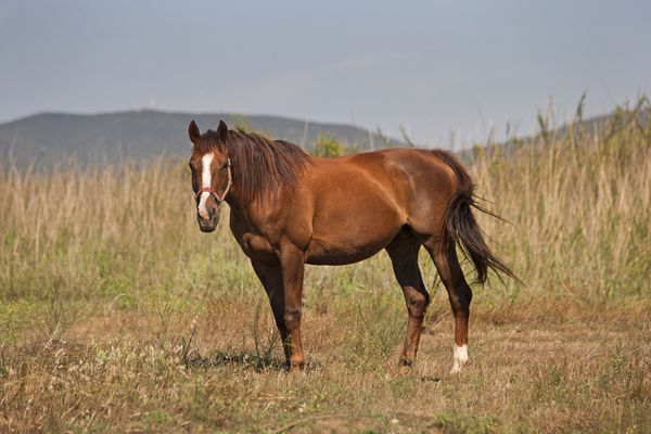 اسب در یک مزرعه
