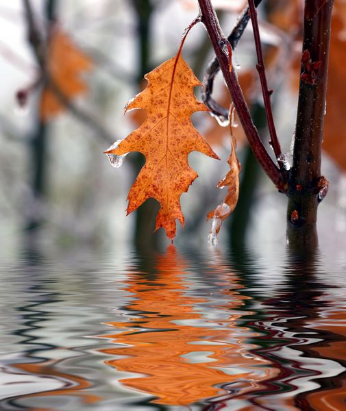 برگ پاییز قهوه ای در آب منعکس شده است