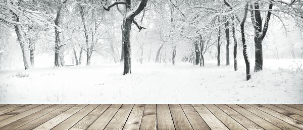 پانورامای جنگل زمستانی با درختان پوشیده از برف