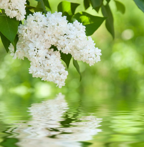 گل یاس گل سفید در آب منعکس شده است