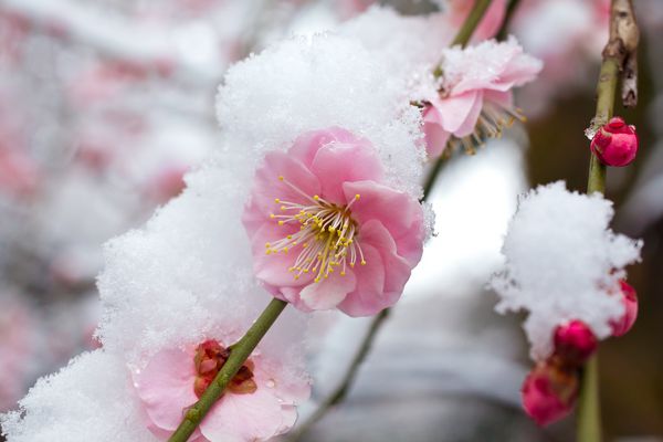 آلو ژاپنی در برف شکوفا می شود