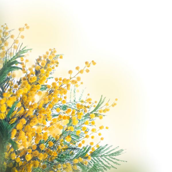 الگوی میموزای زرد گلهای بهاری