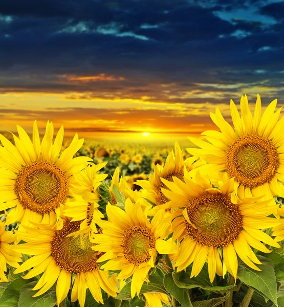 گل آفتابگردان در یک مزرعه و غروب آفتاب