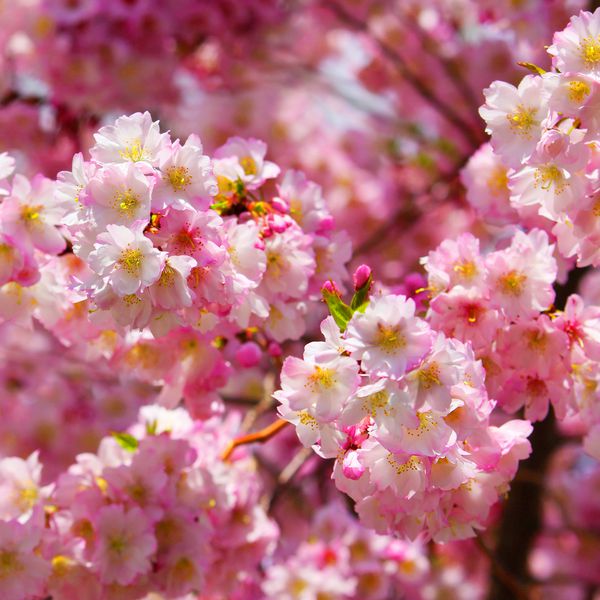 ساکارا شکوفه گیلاس در بهار گلهای زیبا صورتی