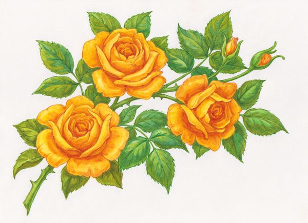 نقاشی با آبرنگ گل گل رز وحشی زرد