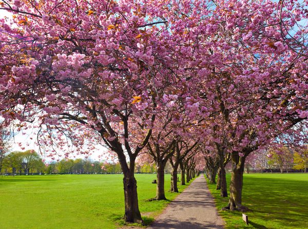 مسیر پیاده روی با درختان آلو شکوفه در پارک میدونز ادینبورگ احاطه شده است