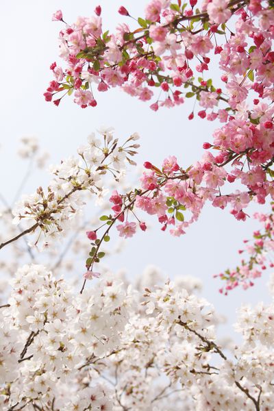 درخت گیلاس ژاپنی