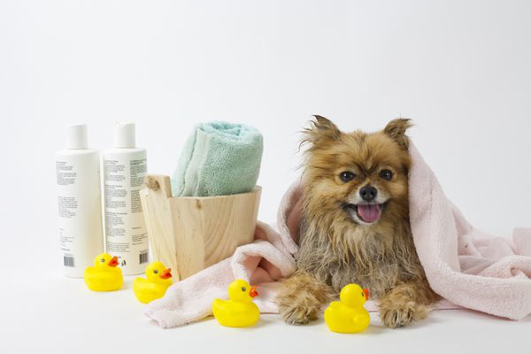 سگ پومیرانی بعد از حمام با حوله و اردک های لاستیکی