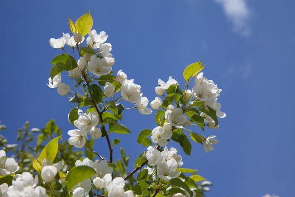 درخت سیب شکوفه در پس زمینه آسمان آبی
