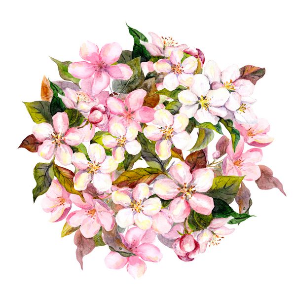 دایره گل با گلهای صورتی سیب گیلاس شکوفه ساکارا آبرنگ