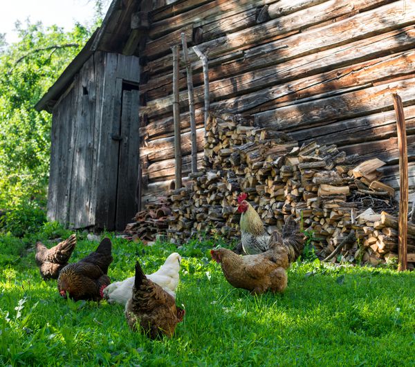 خوردن مرغ در حیاط مرغ