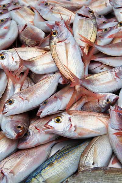 ماهی تازه در بازار ماهی سیسیلیان