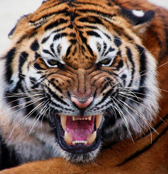 چهره ببر و x27؛ s با دندان های Tiger Panthera tigris altaica