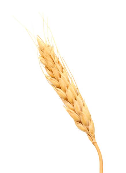 دانه های گندم سفید جدا شده