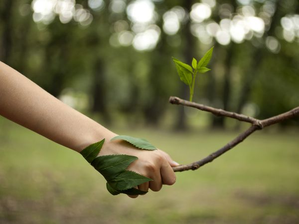 مفهوم محیط لرزش بین دست انسان و درخت