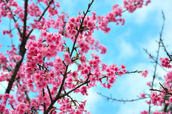 ساکورا در باغ بهار گلهای صورتی شکوفه های گیلاس زیبا در نور روز با آسمان آبی روشن ChiangMai در شمال تایلند