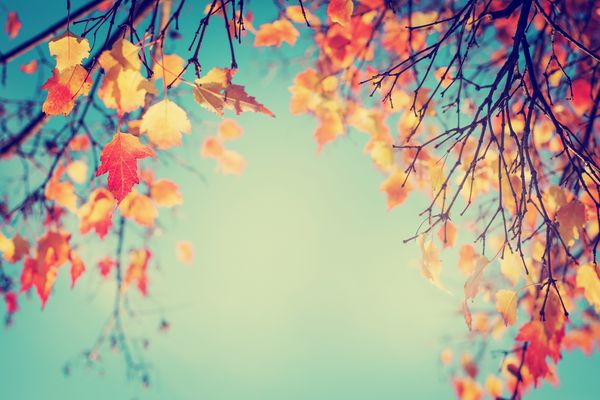 شاخ و برگهای رنگارنگ در پارک پاییز برگهای پاییزی پس زمینه آسمان برگهای درخت پاییزی به رنگ پرنعمت