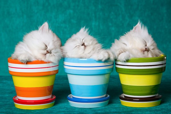 سه بچه گربه نقره Chinchilla خواب در ظروف گلدان در زمینه سبز