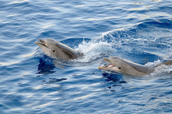 دلفین های شاد در آب