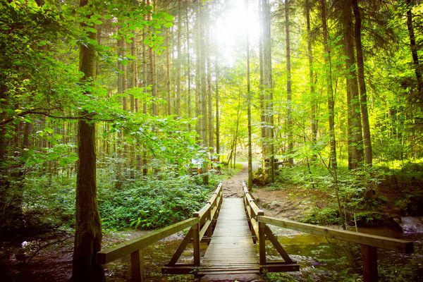 پل چوبی زیبا در جنگل در نور آفتاب