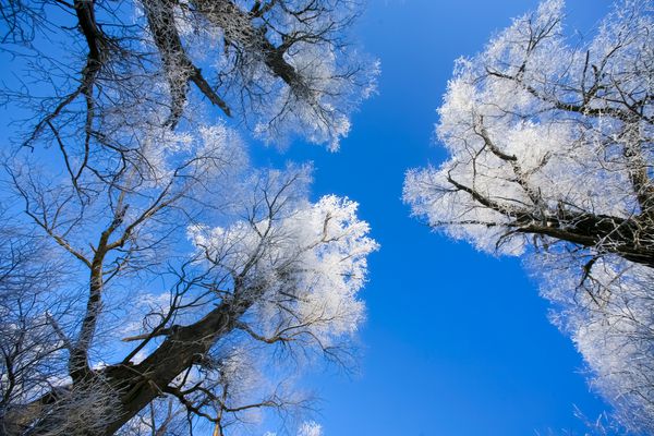 درختان زیبا در یخبندان سفید در پس زمینه آسمان آبی