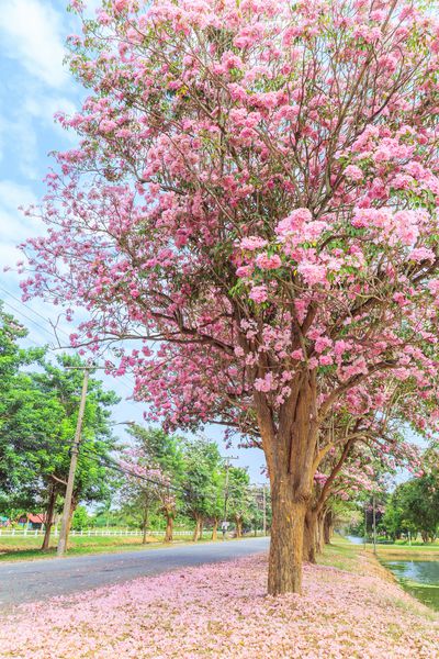 گلهای صورتی شکوفه Tabebuia گل رز در Nakhon Pathom تایلند