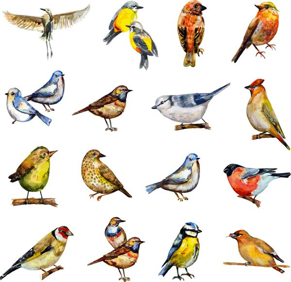مجموعه پرندگان نقاشی آبرنگ