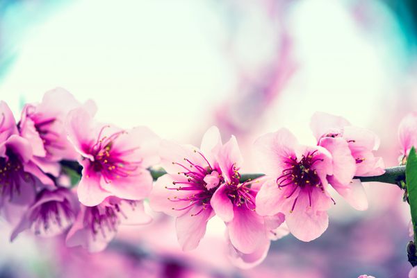 شاخه درخت شکوفه در بهار با پس زمینه تار اثر فیلتر پرنعمت