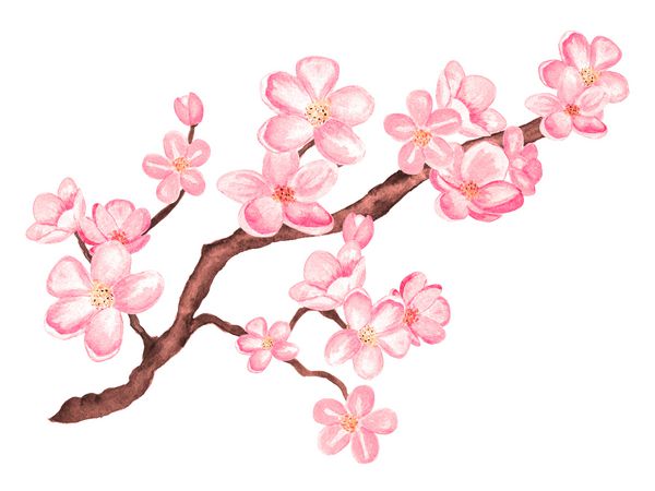 شاخه آبرنگ شاخ و برگ شکوفه درخت گیلاس با گل های جدا شده بر روی زمینه سفید نقاشی دست روی کاغذ