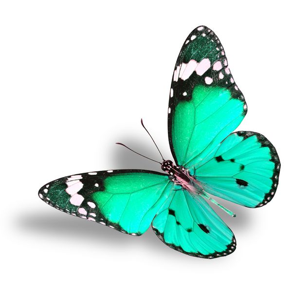 پروانه سبز رنگ پرنده زیبا ببر ساده در پروفایل رنگی فانتزی با بالهای کاملا کشیده در زمینه سفید