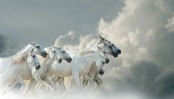 اسب های سفید که در حال اجرا با آسمان در پس زمینه هستند