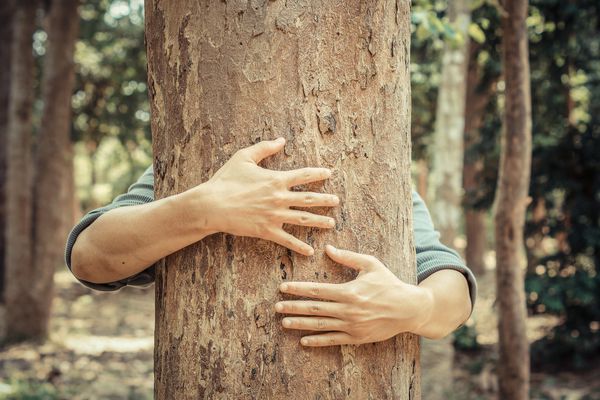 مرد در آغوش گرفتن یک درخت بزرگ عشق به مفهوم طبیعت