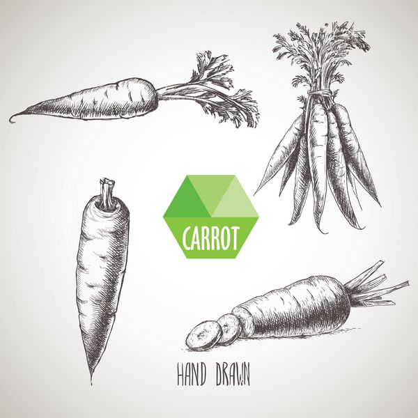 مجموعه هویج دستی پس زمینه مواد غذایی گیاهی ارگانیک پس زمینه تصویر سبک طرح برداری
