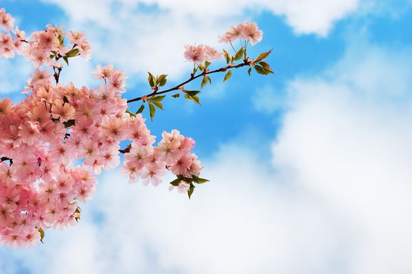 شاخه های درخت گیلاس در حال شکوفه در برابر یک آسمان آبی ابری