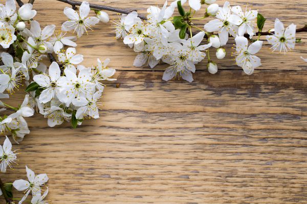 شکوفه های گیلاس در یک پس زمینه چوبی عکاسی در فضای باز