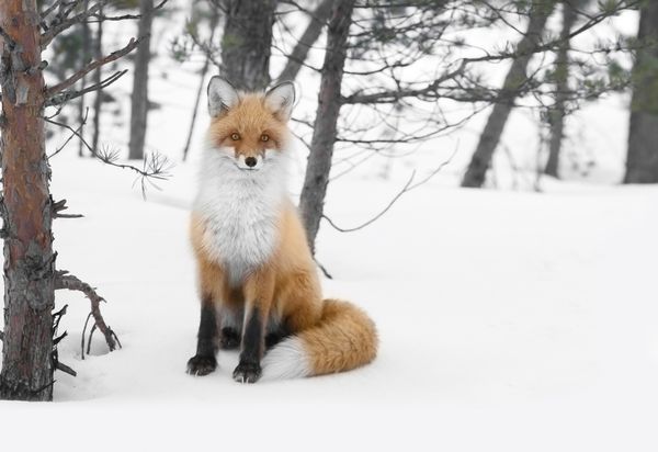 روباه احساسات قرمز در جنگل زمستانی روسیه