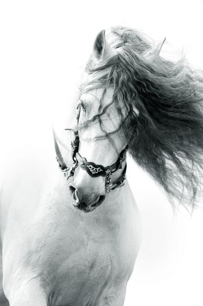 پرتره اسب آندلس در عمل پوشیدن مدل اسپانیایی معتبر اسپانیایی با مورب خمیده بلند پرتره تک رنگ