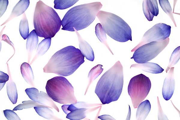 گلبرگهای نیلوفر آبی جدا شده در پس زمینه سفید