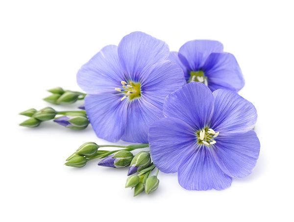 گلهای آبی کتان به رنگ سفید نزدیک است