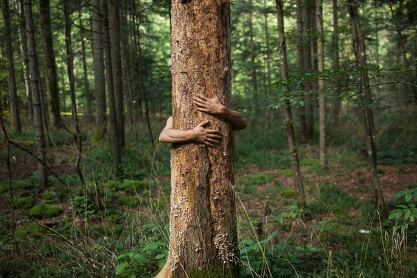 دستان در آغوش یک درخت