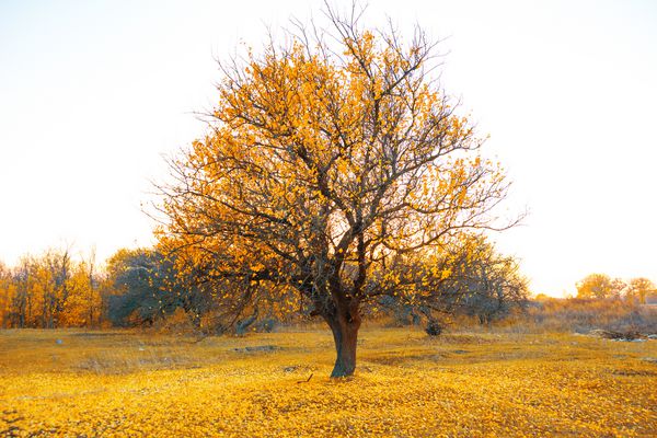 عکس خفن عکس طلوع خورشید در پاییز