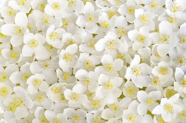 فرش گلبرگهای سفید گل یاس در طول روز در هوای آفتابی