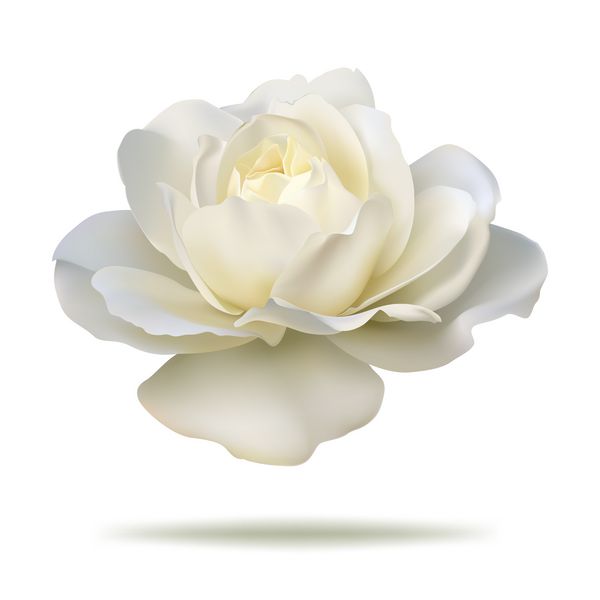 گلاب سفید در قالب بردار جدا شده بر روی پس زمینه سفید